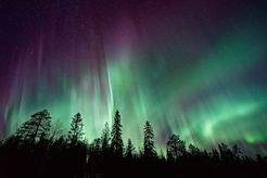 Polar lights above a dark forest