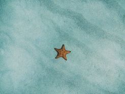 Lone starfish in Caribbean sea