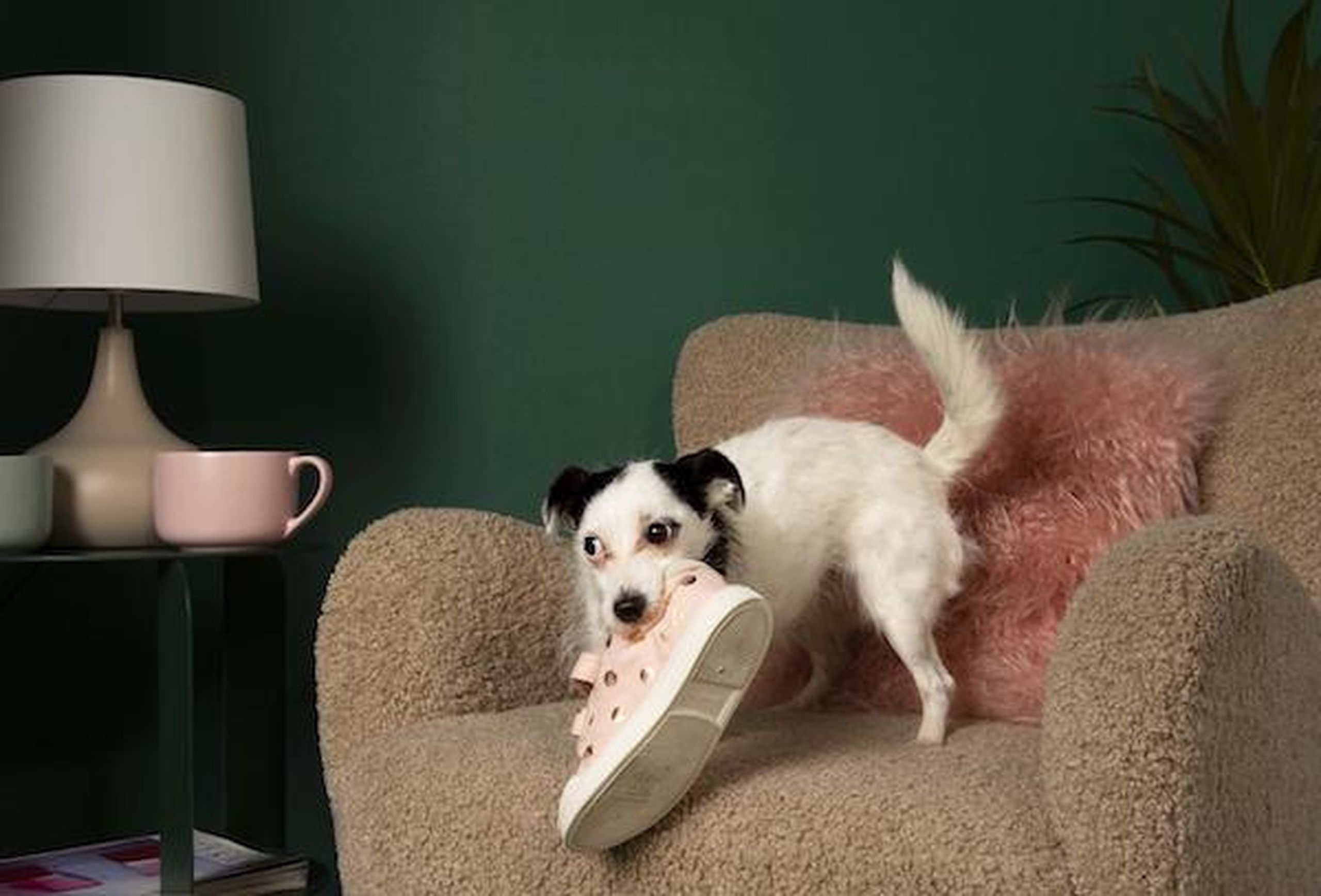 Dog on a chair eating a shoe