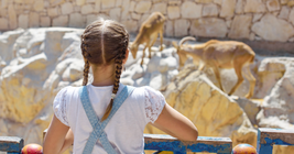 A girl with braided hair stands at a zoo exhibit, watching two mountain goats on rocky terrain.