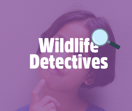 A child pondering with the text "Wildlife Detectives" overlaid, accompanied by a magnifying glass graphic on a purple-tinted background.