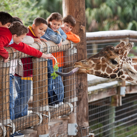 Children feeding a giraffe with lettuce, reaching over a railing at a zoo. The giraffe extends its long tongue to receive the food.