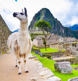 A llama standing near the front of the frame with ancient ruins in the background high up in a mountain with more mountain ranges in the background