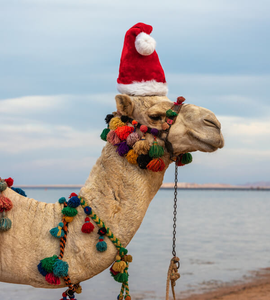 Vánoce v Egyptě - velbloud v santovské čepici