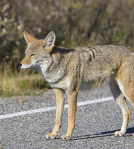 blg-srt-kojot