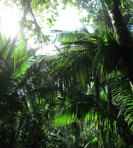 blg-srt-jungle