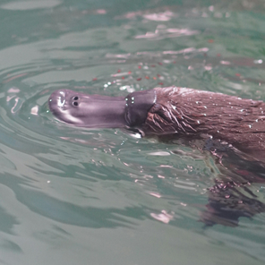 Platypus