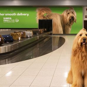 IAMS Smooth Deliveries