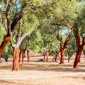 Cork Trees Portugal