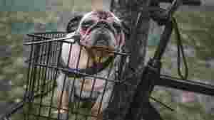 A dog in a bicycle basket