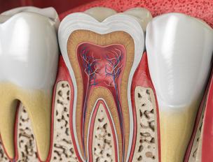 Anatomia del dente umano