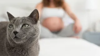 Tener gatos durante el embarazo, ¿peligro de toxoplasmosis?