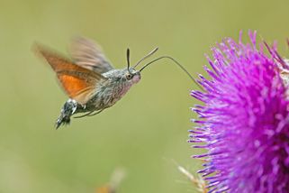 Taubenschwänzchen, das vor einer pinken Blüte schwebt und seinen Rüssel in die Blüte steckt