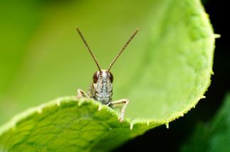 Grashüpfer der auf dem Rande eines grünen, gezackten Blattes sitzt und auf die Betrachtenden blickt