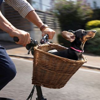 Vitality Dog