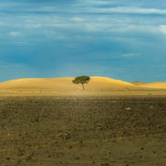 a tree in a desert