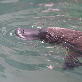 Platypus