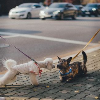 A brown dog and a white dog, both on leash on road