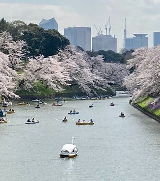 people boating down a river in tokyo surrounded by blooming cherry blossom trees