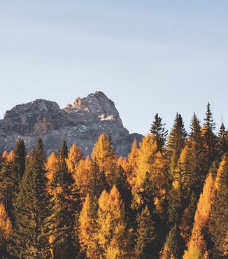 yellow amber trees during the fall surrounded by rocky cliffs in europe
