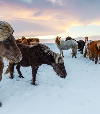 horses grazing in the snow in iceland