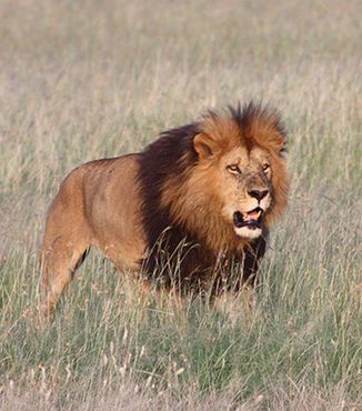 male lion walking through grassy field