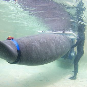 Mote’s manatees burn a few calories for conservation science
