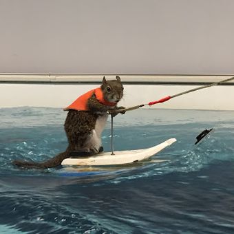 It's Safety First for Twiggy the Water Skiing Squirrel!
