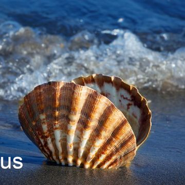 Lichen Sclerosus Gruppe OÖ