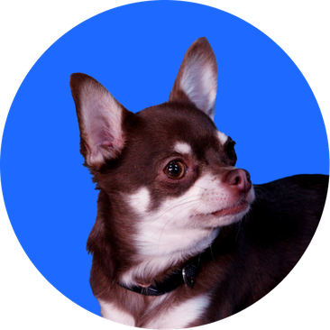 Image of Kiki