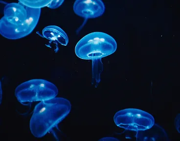 picaduras-medusa-todo-que-debes-saber