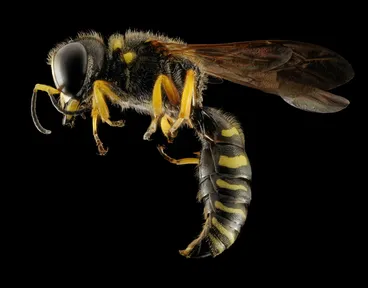 ../../claves-para-identificar-alergia-a-avispas-abejas