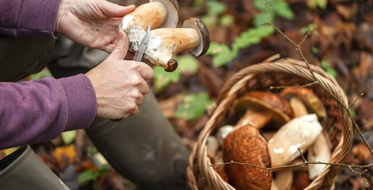 Žena čistí houby v lese