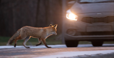 Liška na silnici před autem