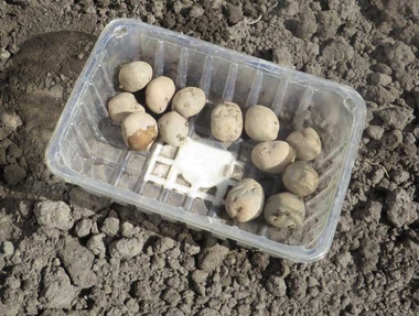 Ideeën voor de schooltuin voor kleuters week 3, kleuteridee.nl , aardappels poten