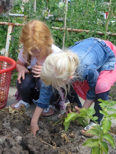Ideeën voor de schooltuin voor kleuters week 12, kleuteridee.nl ,oogstweek,aardappels oogsten