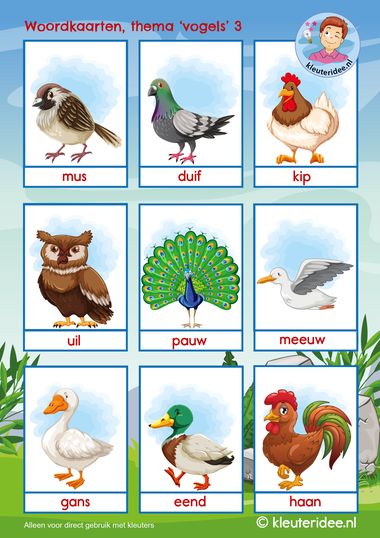 woordkaarten thema vogels 3, kleuteridee