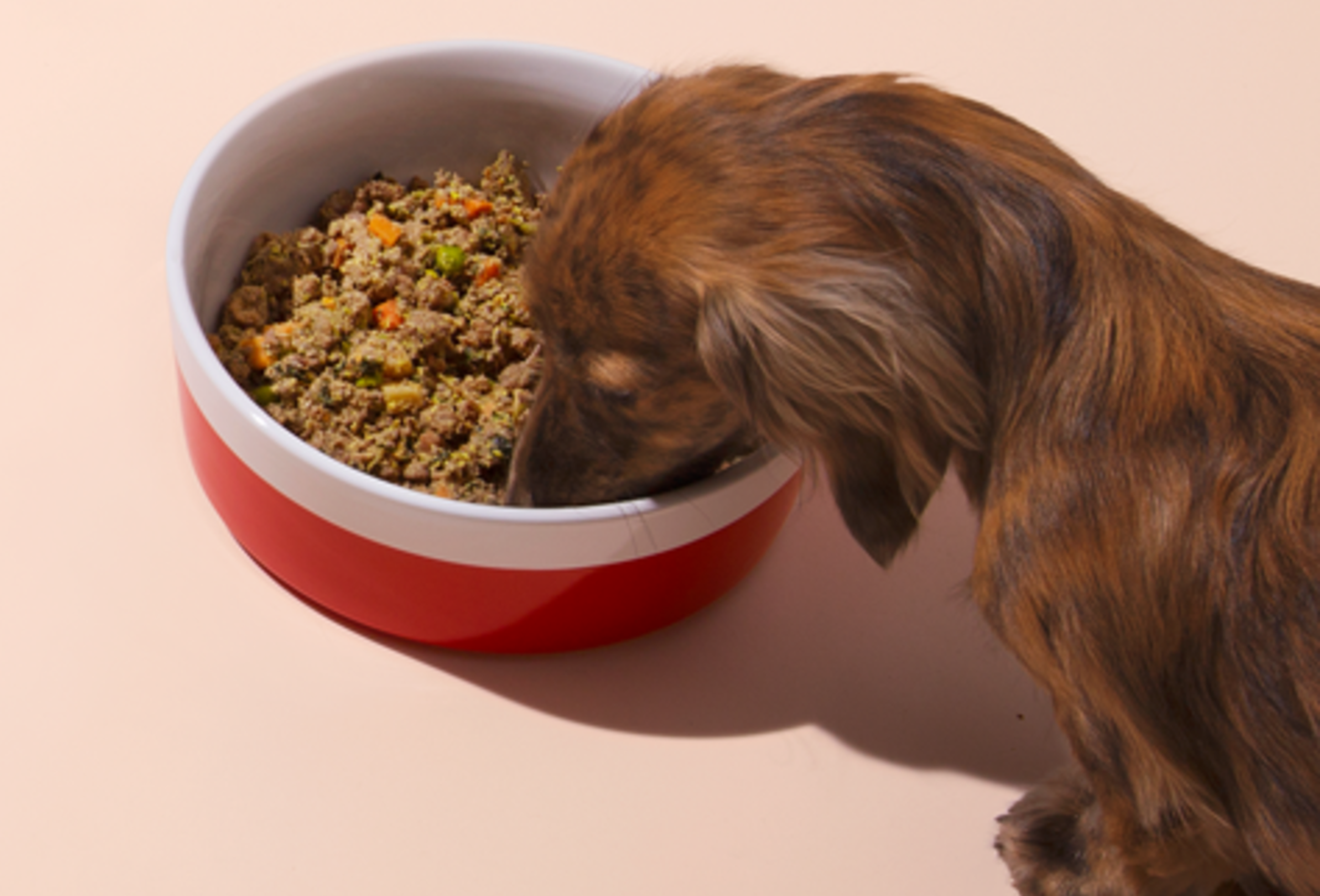 Dog eating Ollie fresh food out of a bowl