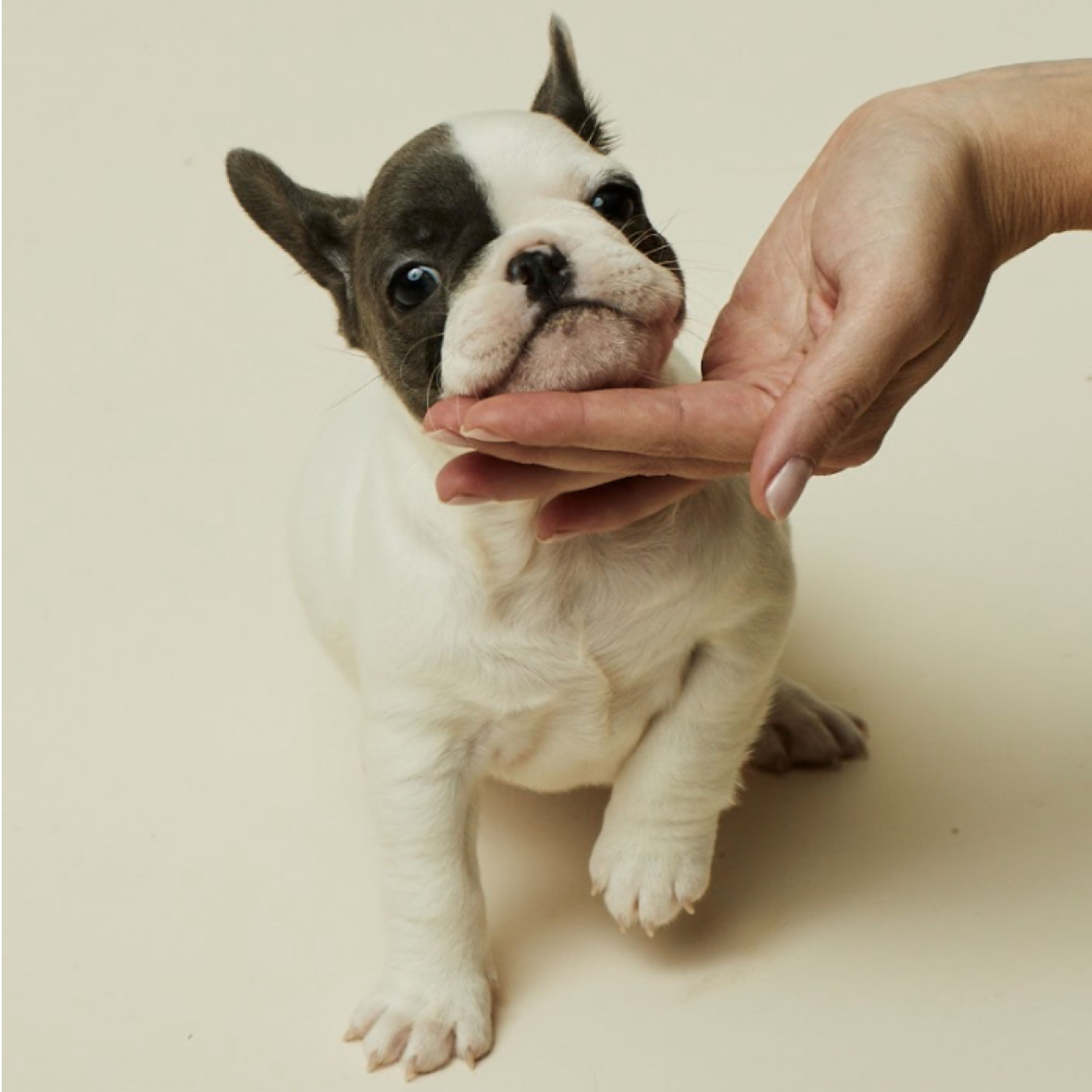 Small pup with a hand under its chin