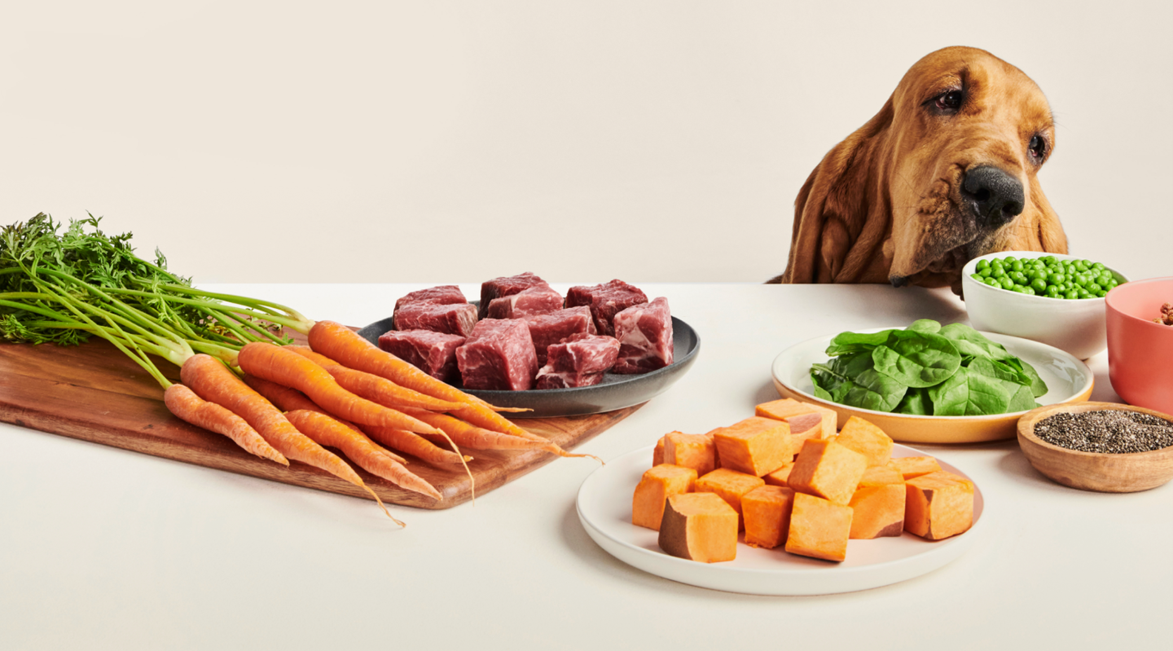 A Bloodhound dog surrounded by fresh ingredients, like carrots and sweet potatoes and beef