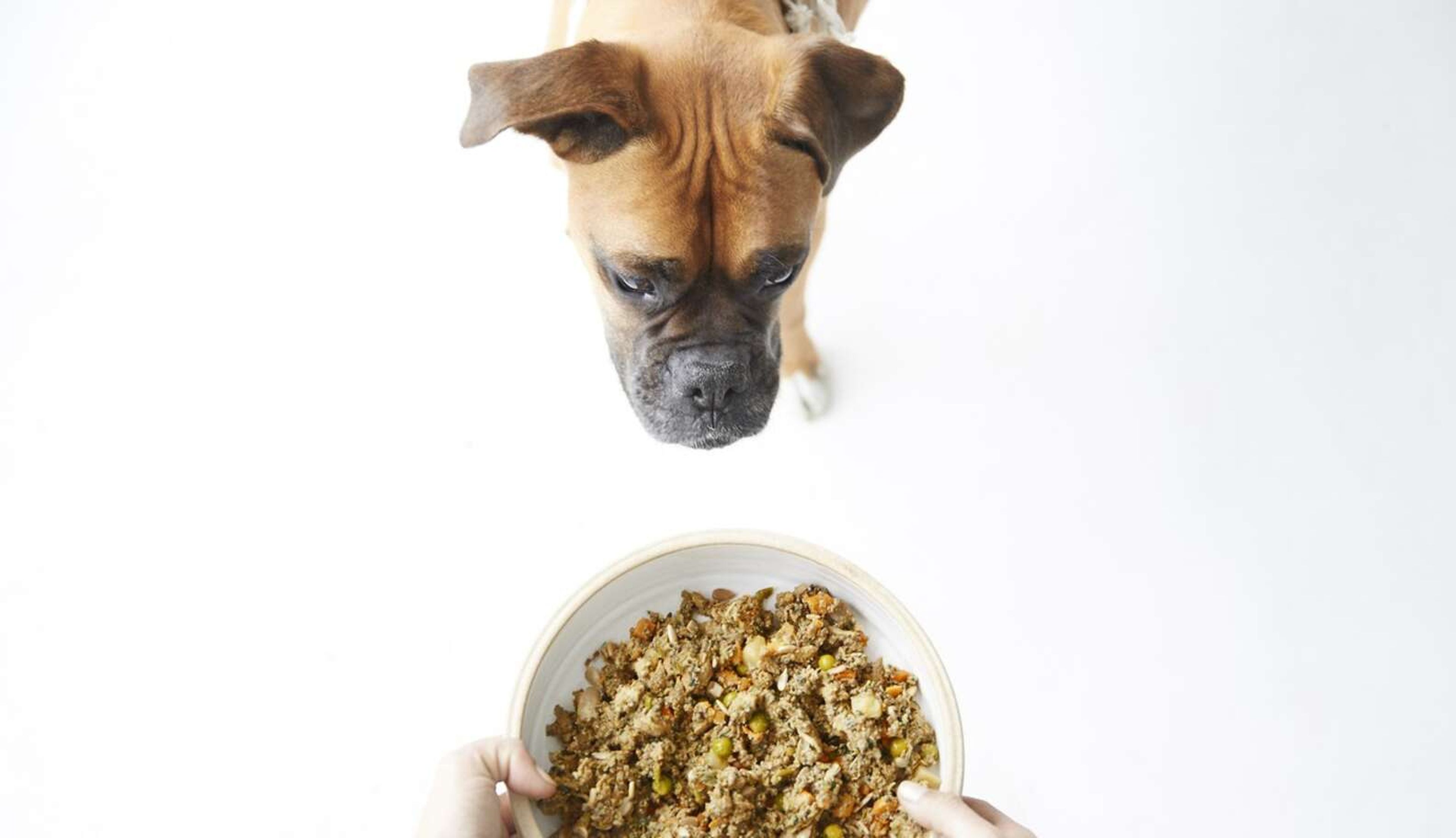 Dog looking at Ollie fresh food in a bowl