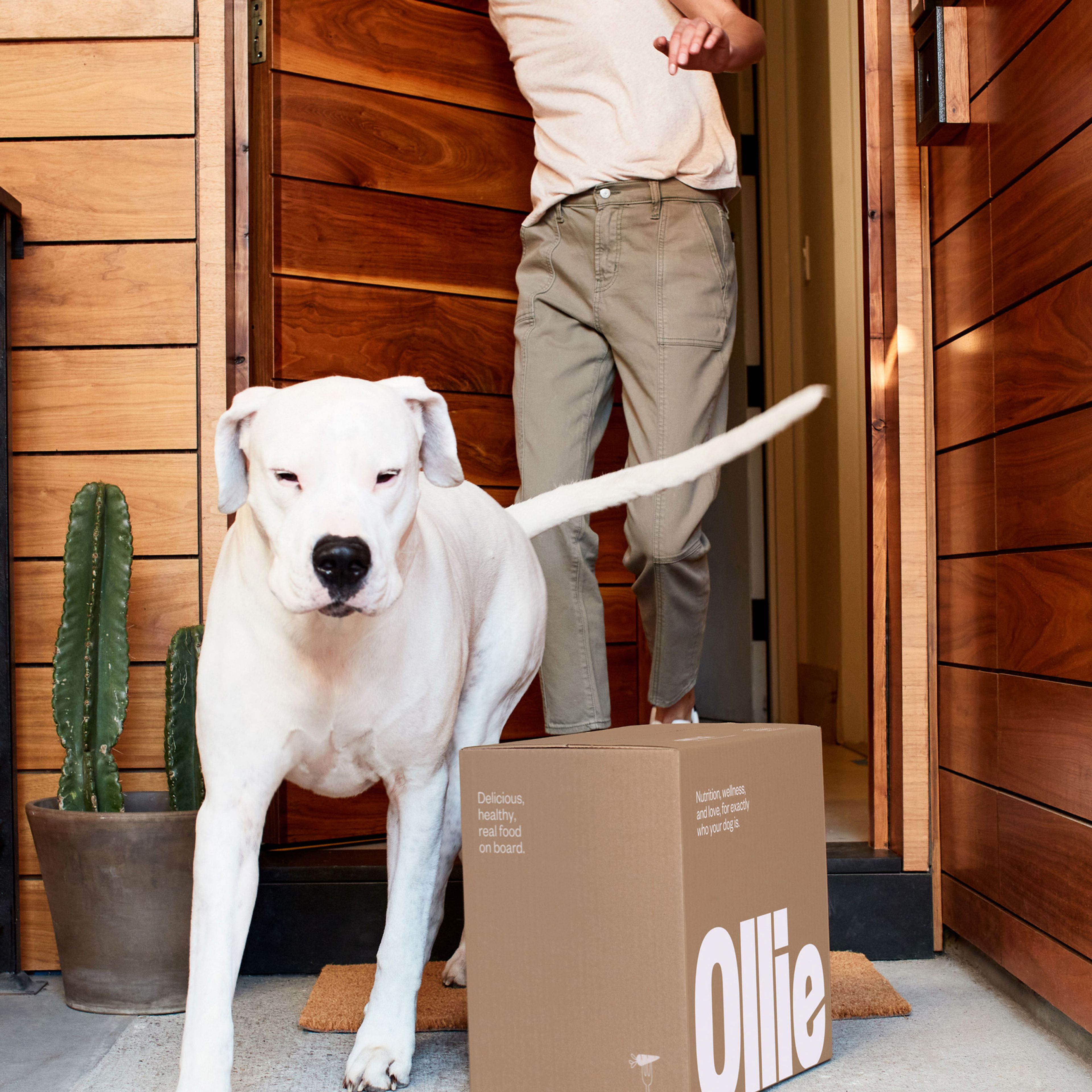 Dog with human by front door next to box of Ollie