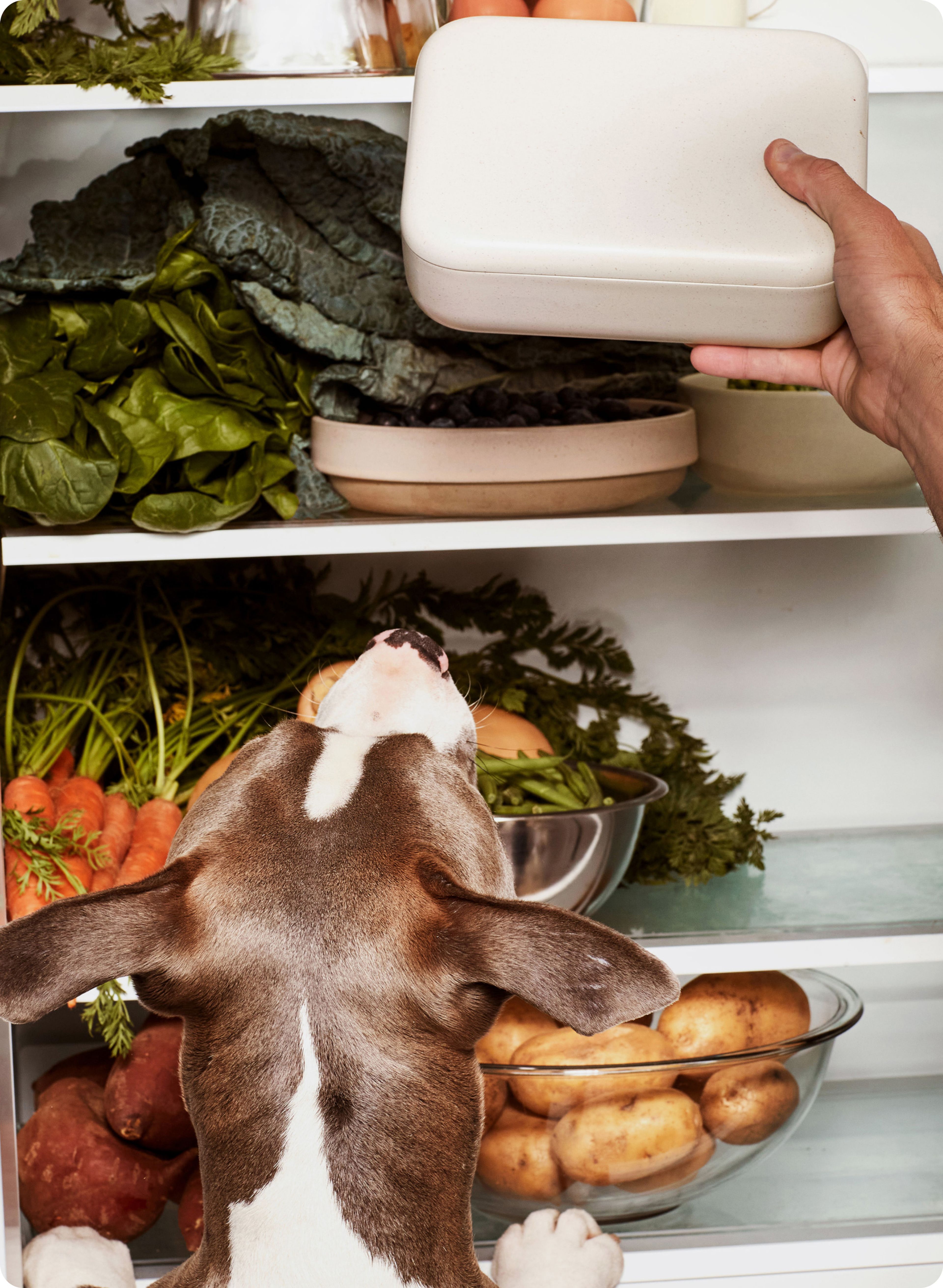 Dog poking its nose into a fridge