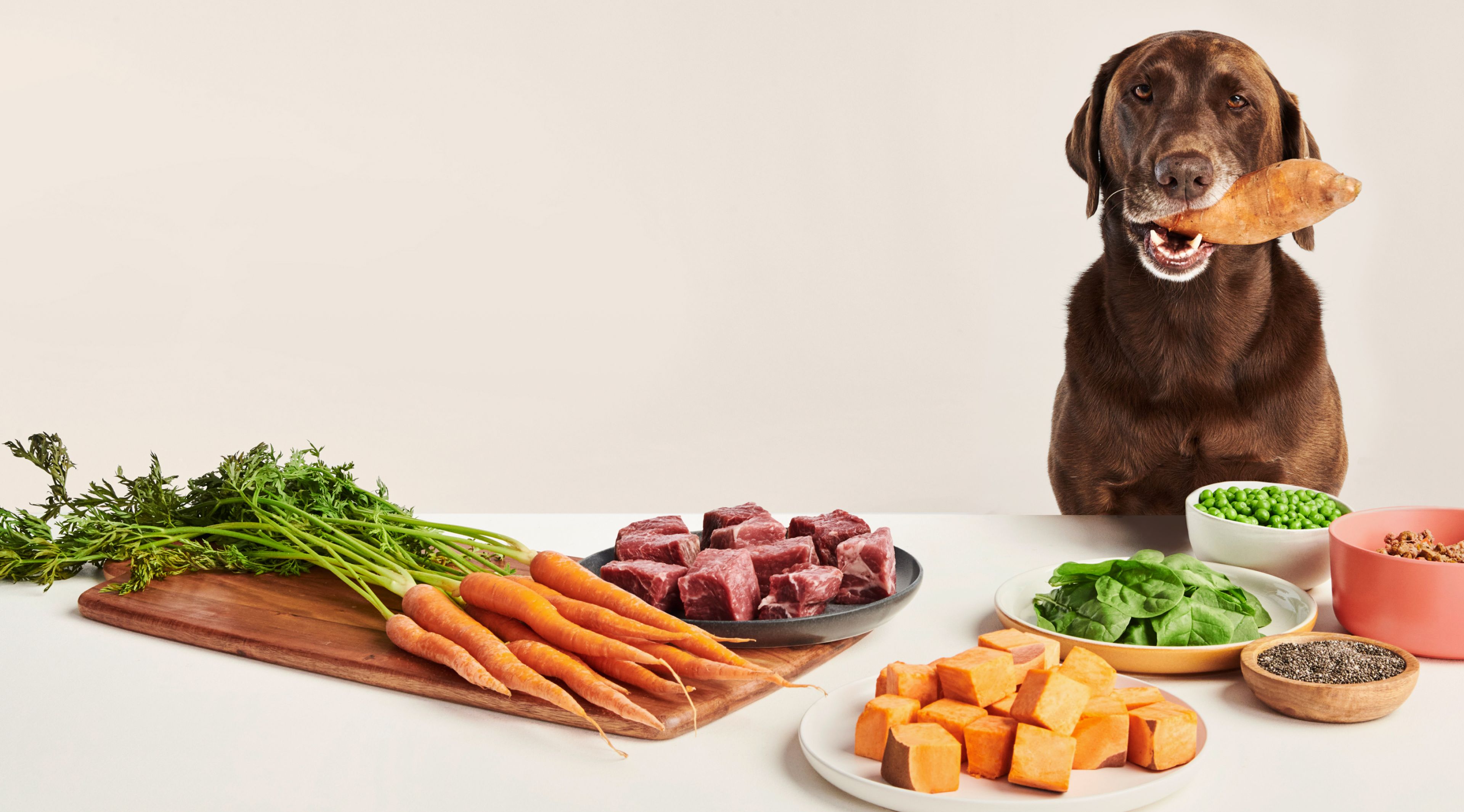 Dog surrounded by fresh ingredients, like the ones we use in Ollie Baked Dog Food