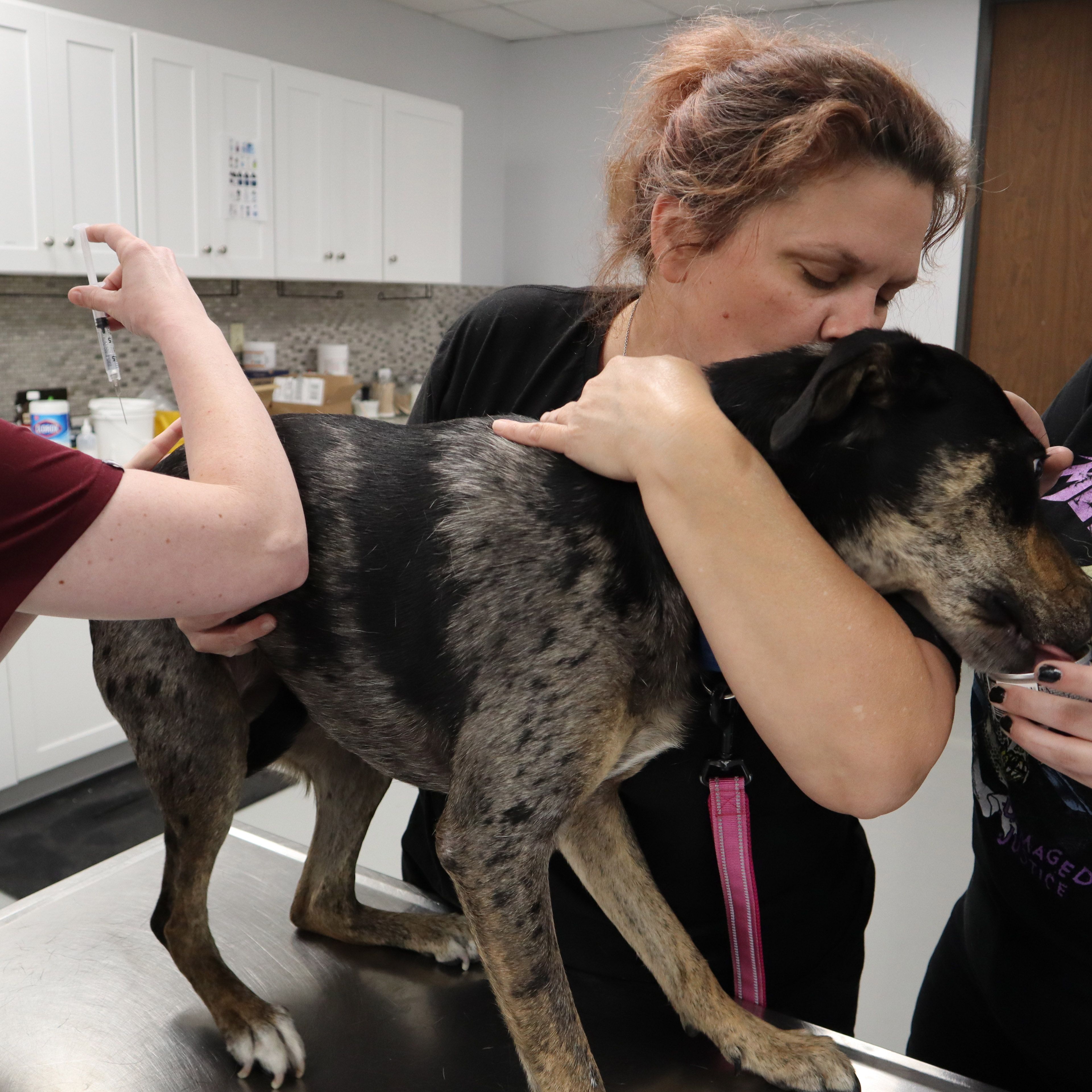 Volunteers at Houston Pets Alive shelter calming down a dog getting a shot.