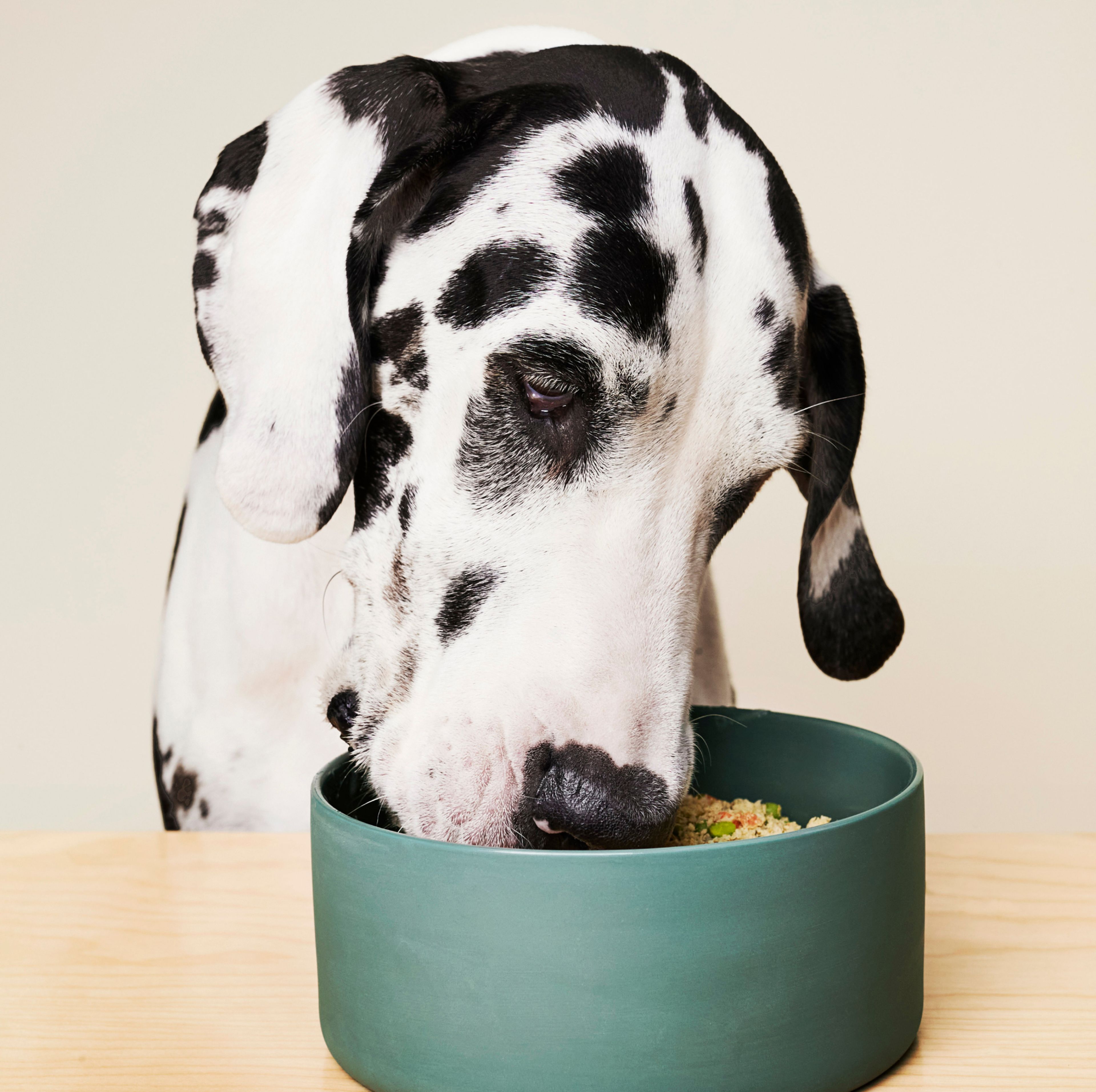 Dog eating mixed bowl