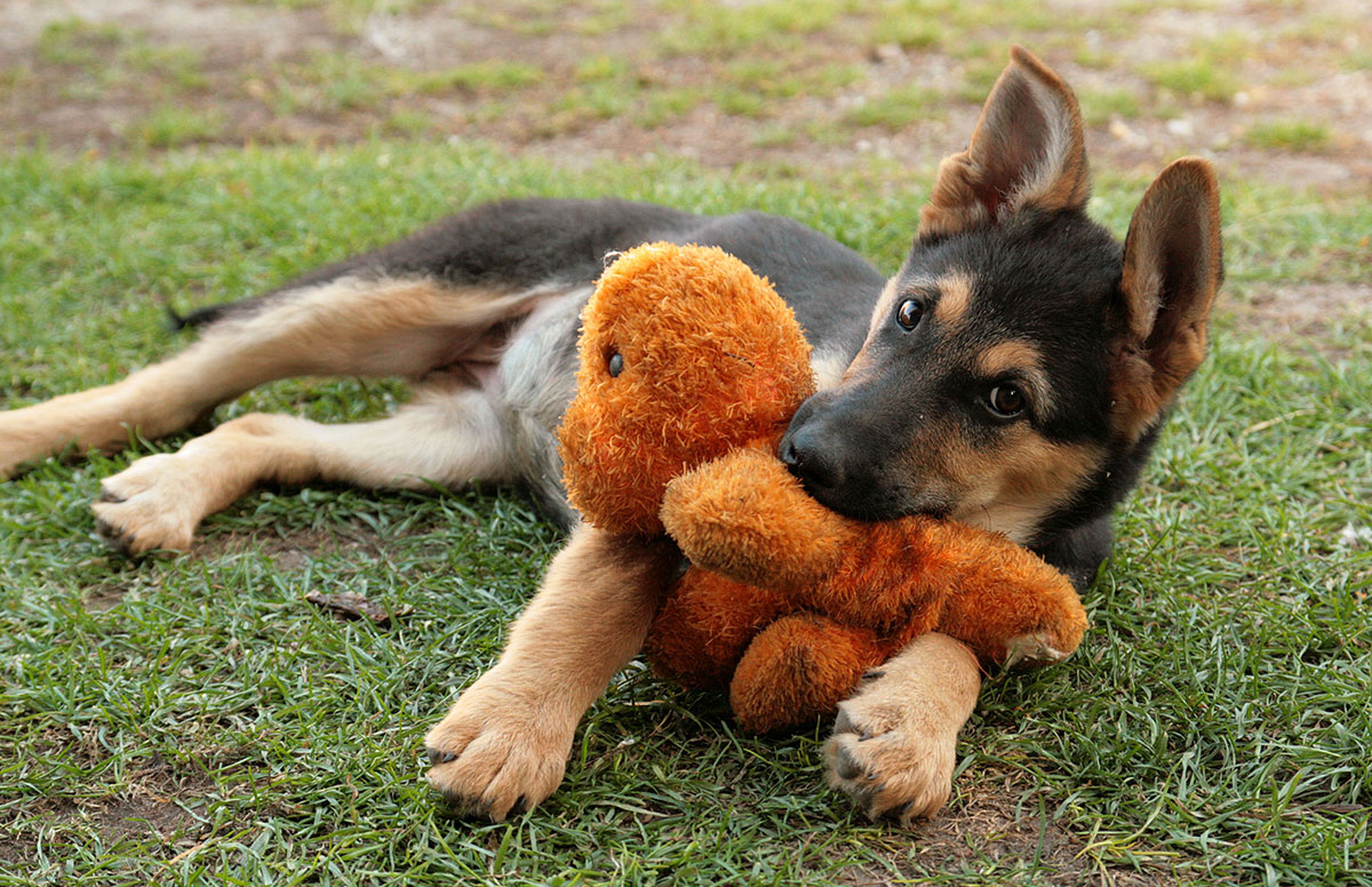 A german shepherd puppy playing with a stuffed toy while laying on grass.