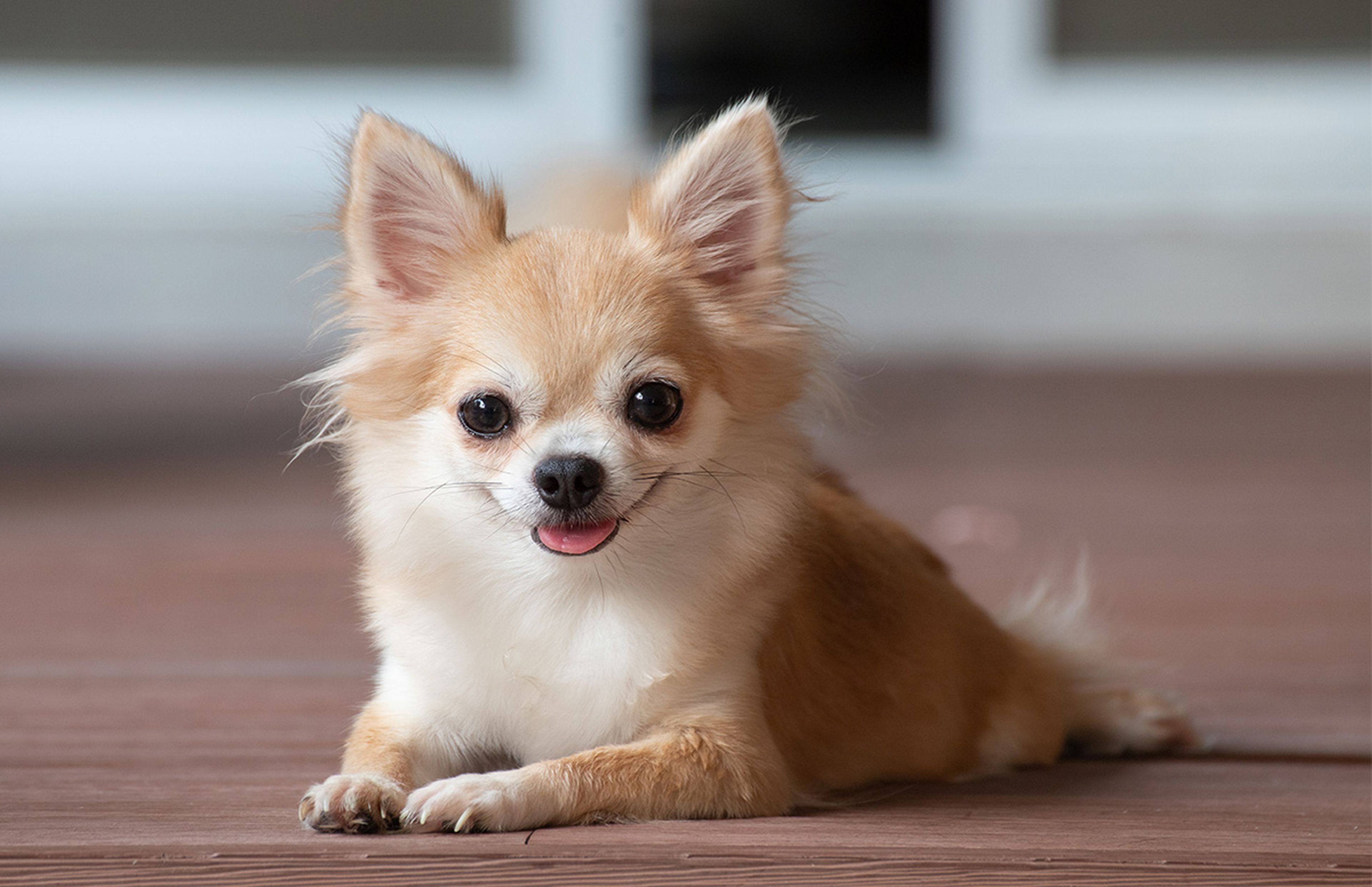 A happy chihuahua laying on a wooden floor.
