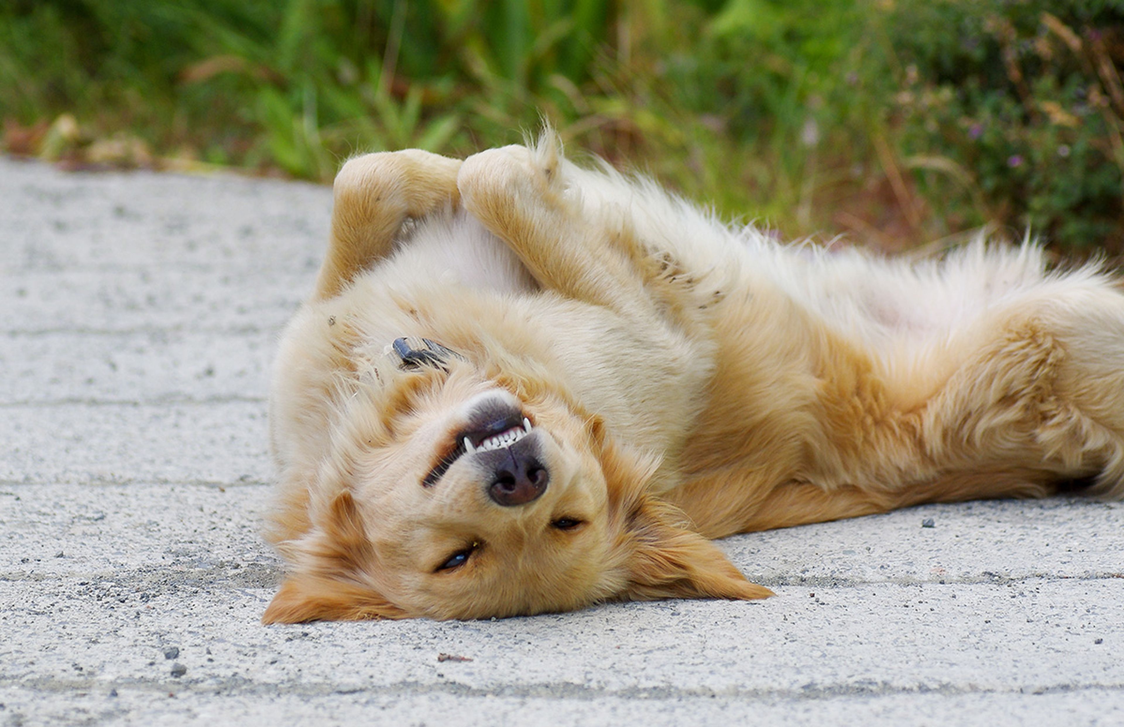 A playful golden retriever laying on a concrete floor.