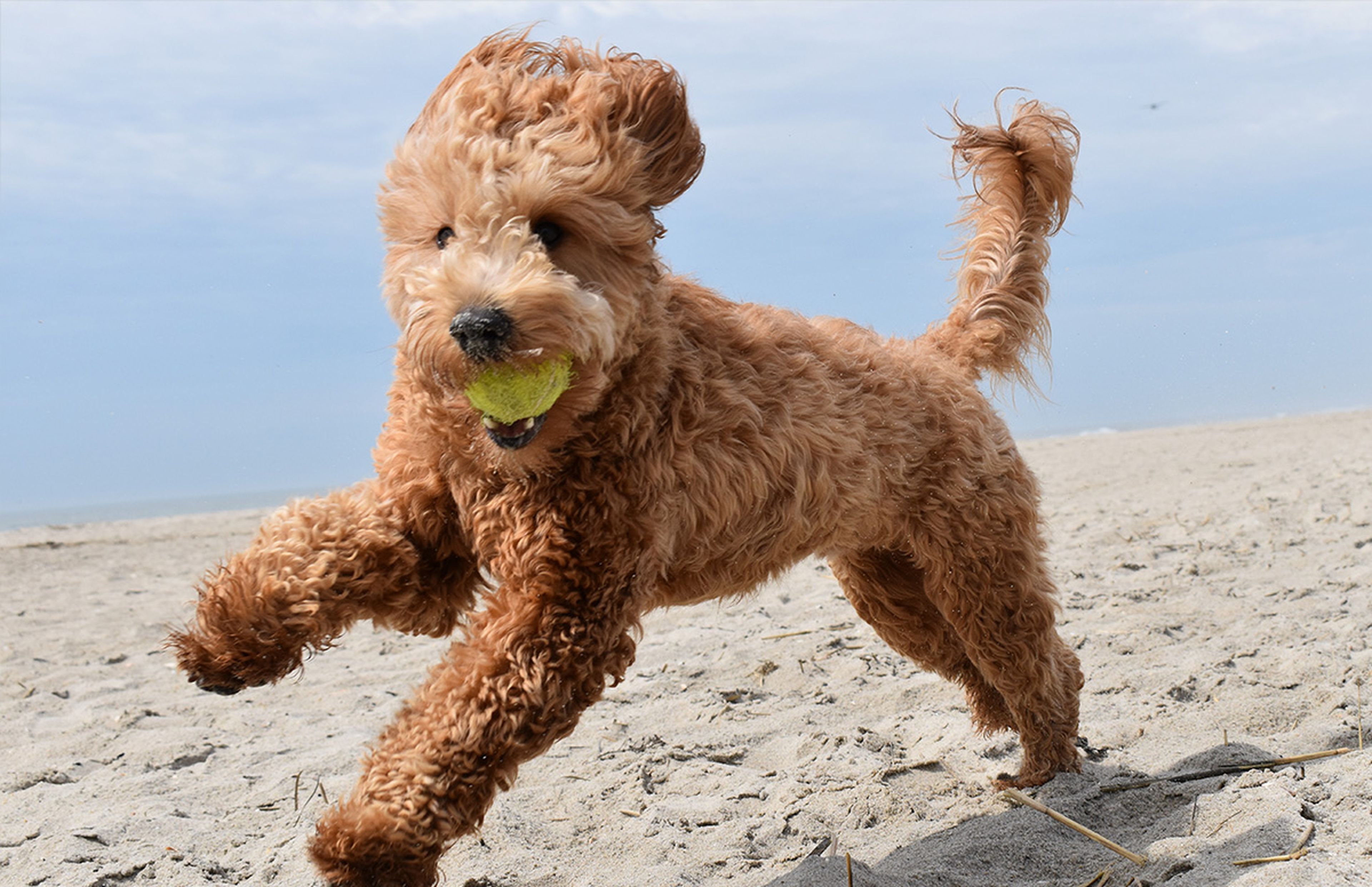 A goldendoodle running in a beach with a ball in its mouth.